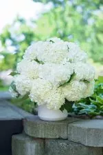 Graceful White Hydrangeas - NYC's Finest Florist